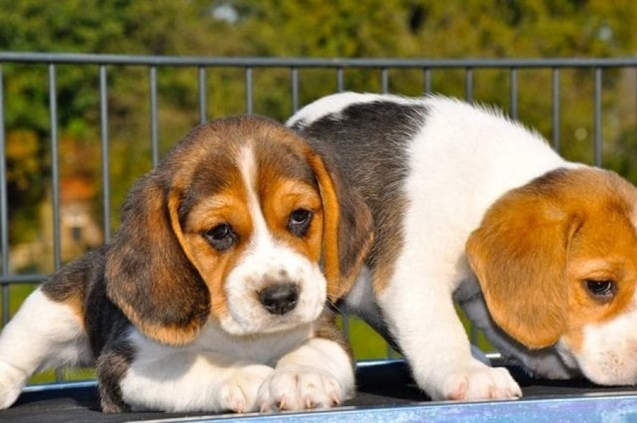 Cuccioli di beagle  per adozione ( regalo  )