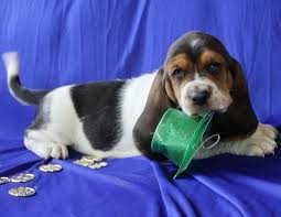 Abbiamo disponibili cuccioli di bassethound