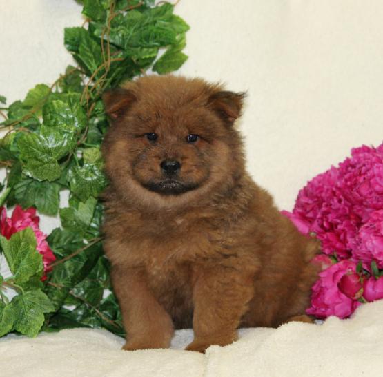  Regalo Cuccioli di chow chow  in pronta consegna i cuccioli verranno Dato dopo 90 giorni dalla nasc