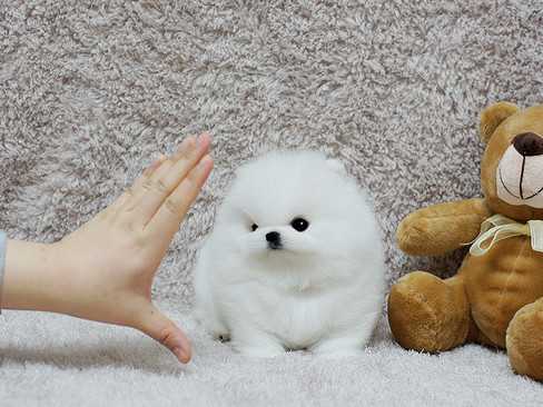 Regalo cuccioli volpino della pomerania con pedigree