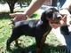 Cuccioli di cane dobermann   cuccioli di cane dobermann!!