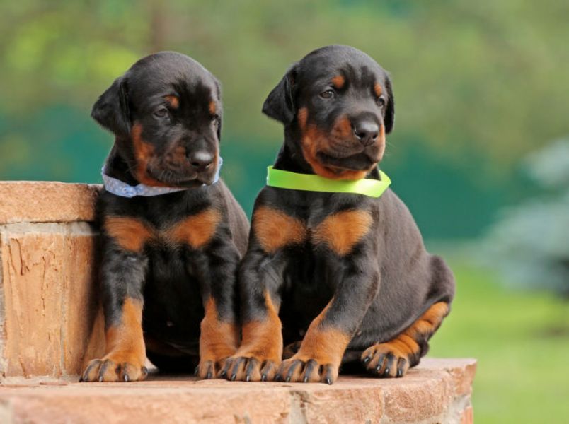 REGALO San Bernardo Cuccioli  Abbiamo due di questi cuccioli. un maschio e una femmina. sono molto s
