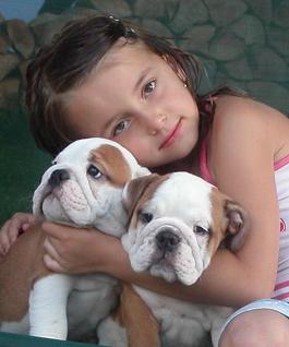 Adorabili cuccioli di bulldog inglese