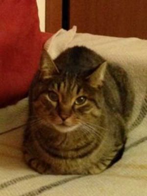 Joy, micio socievole e vivace