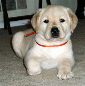 Bianco Labrado cuccioli