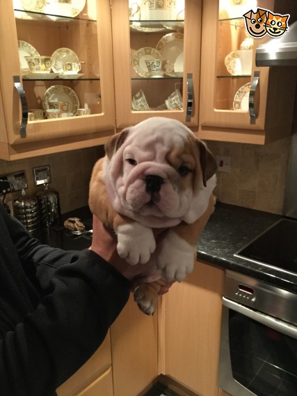 Bella Bulldog inglese cuccioli