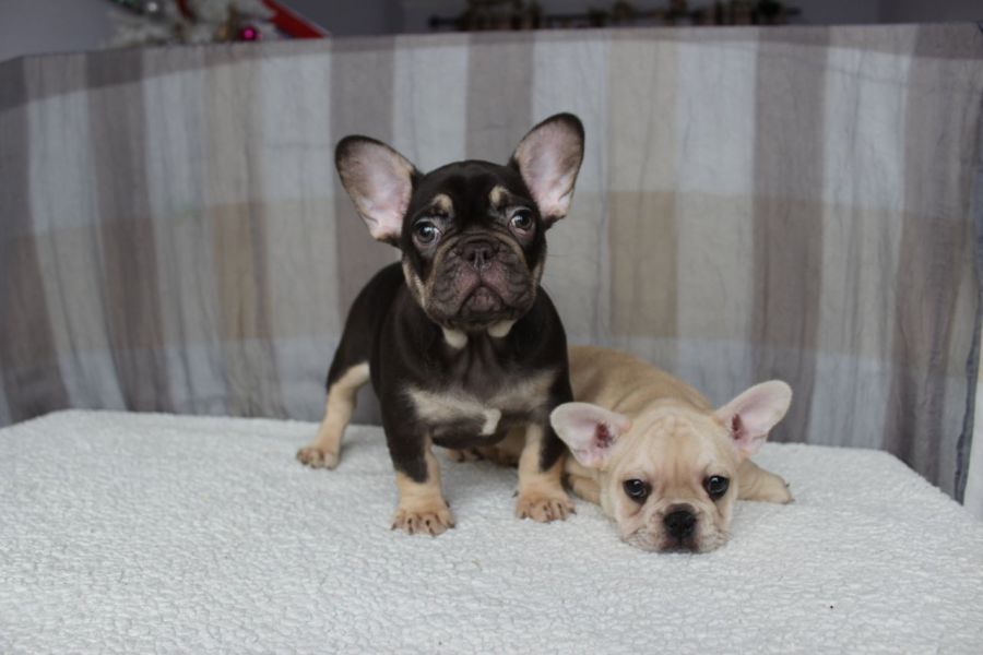 Regalo Bulldog Francese cucciolata