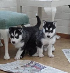 Regalo cuccioli di Siberian Husky