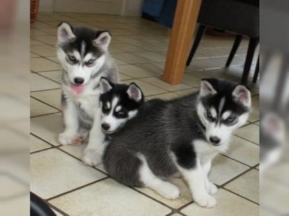  RE.GA.LO cuccioli Siberian Husky uno Maschio e Femmina due Cuccioli siberian husky...... i cuccioli