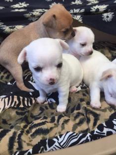   @@REGALO CHIHUAHUA DISPONIBILI SIA MASCHIETTI CHE FEMMINUCCE@@  Regalo chihuahua mini toy tutti mi