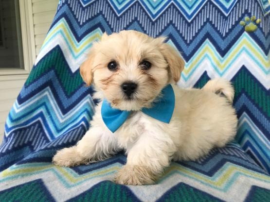 Regalo Cuccioli di Havanaise in pronta consegna