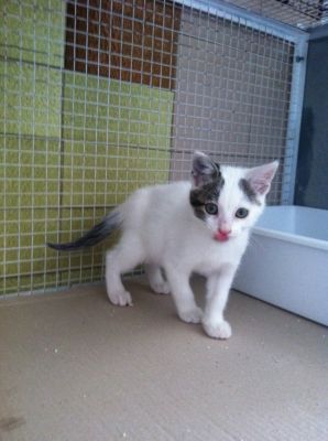 Patato gattino da adottare
