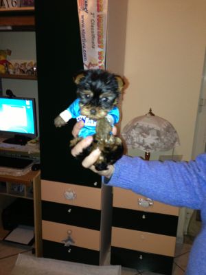Vendo bellissima cucciola di Yorkshire toy