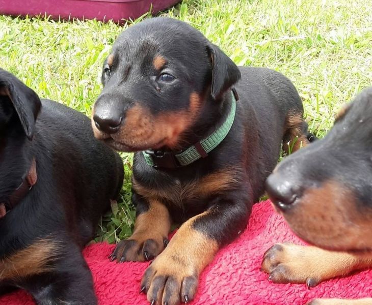  cuccioli di doberman  per adozione ( maschio e femmina )