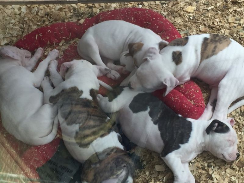 Regalo abbiamo cuccioli di Bulldog americano