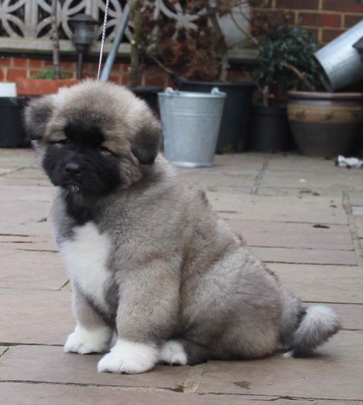 Regalo Akita splendidi cuccioli..