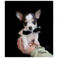 adorable Chihuahua cuccioli per adoptuin 