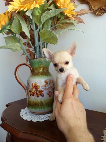 Chihuahua stupenda cucciola vendo