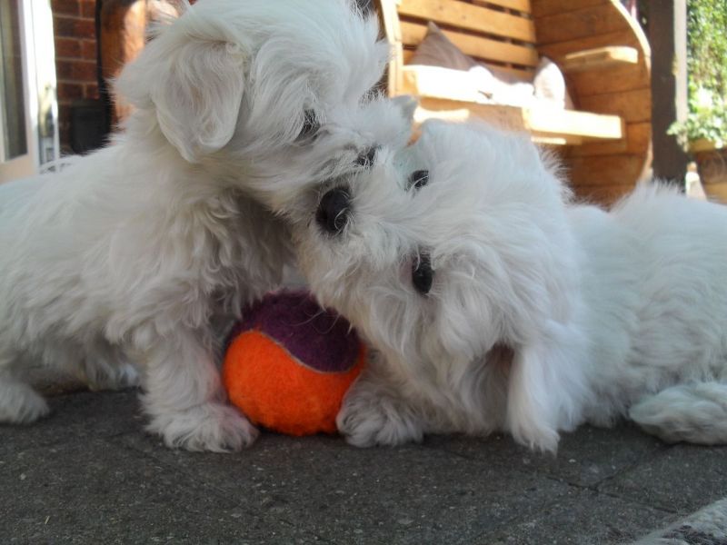 Affascinanti cuccioli maltesi in adozione