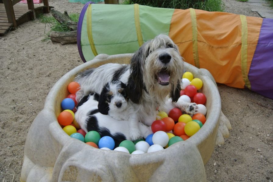 Molto bella e sani  cuccioli di Basset Hound   per adozione maschi e femmine disponibili (gratis)
