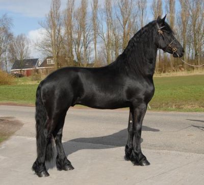Regalo Stupendo Cavallo  Frisone stallone con documenti