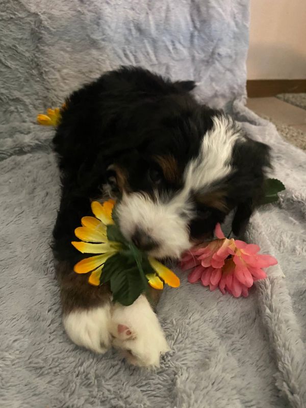 Disponibili cuccioli di Bernedoodle in miniatura E-MAIL (marieiris783@gmail.com)