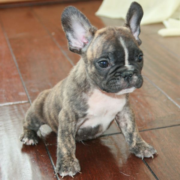 Cuccioli di Bulldog Francese
