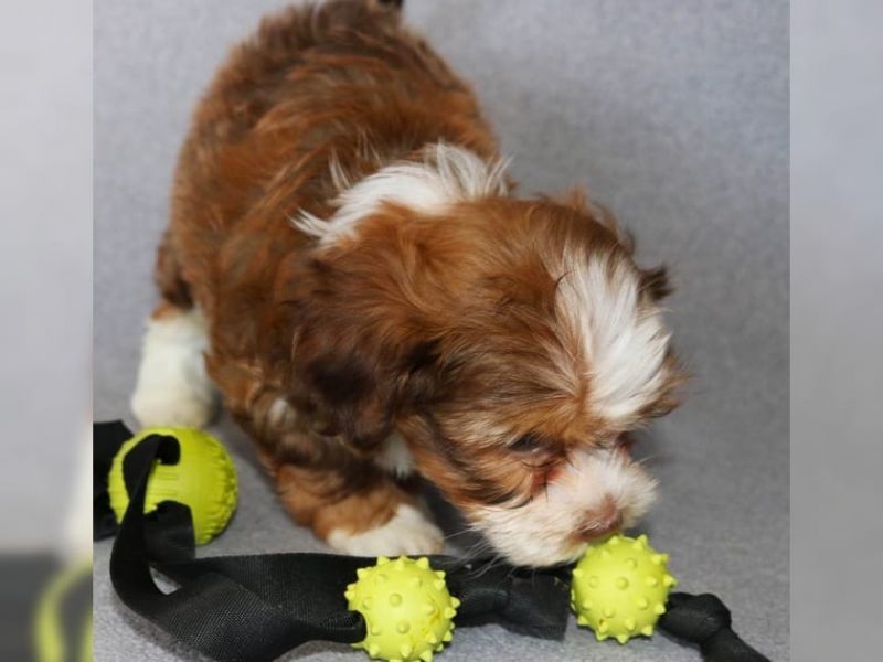 Regalo ALLEVAMENTO Havanese