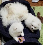 Spitz di pomerania,