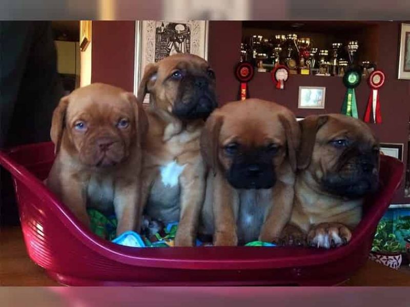  REGALO Bellissimi maschi e femmine dogue de bordeaux
