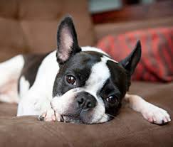 Adorabili cuccioli di Boston terrier femminucce e maschietti disponibili per l'adozione gratuita i c