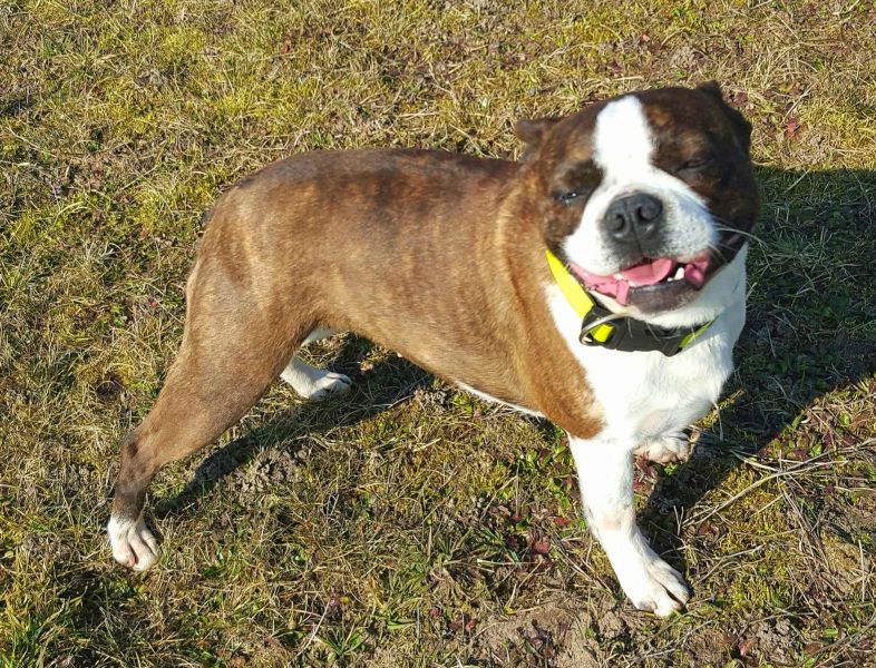 Molto bella e sani  cuccioli di boston terrier   per adozione maschi e femmine disponibili (gratis)