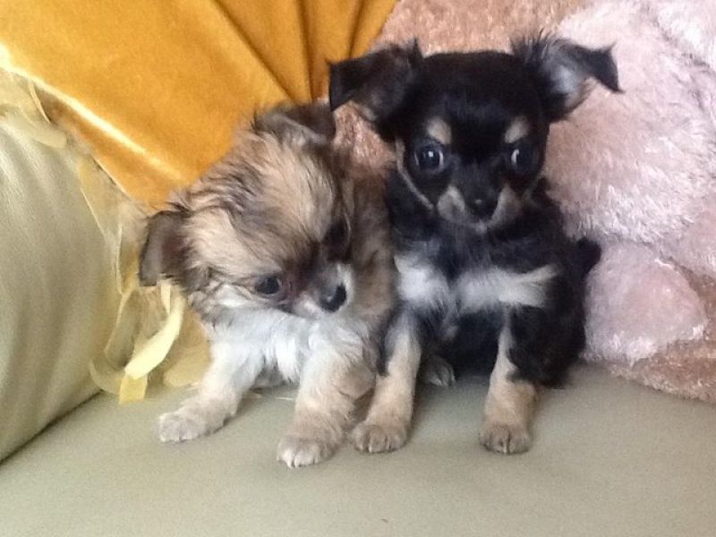 Molto bella e sani cuccioli di chihuahua per adozione maschi e femmine disponibili (gratis) per favo
