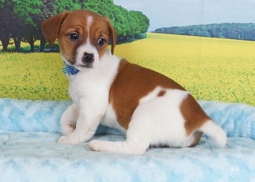 Regalo Jack russel cuccioli introvabili cuccioli di Jack russel intelligenti e dolcissimi attaccati 