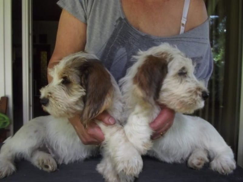  cuccioli di Basset Hound  per adozione ( regalo  )