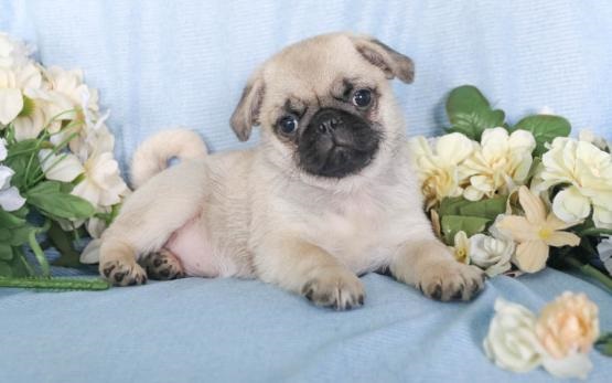 Regalo Carlino Disponiamo di una cucciolata di Carlino, i cuccioli verranno Dato dopo 90 giorni dall