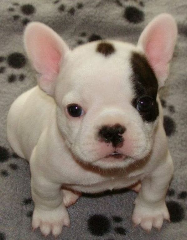  cuccioli di bulldog francese gratis per regalo