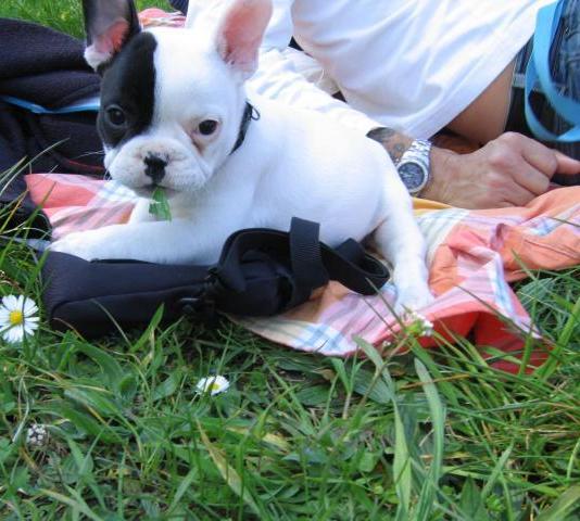  regalo cuccioli di Bulldog Francese disponibili per l'adozione