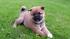 REGALO CUCCIOLI ~DI~ SHIBA INU~MASCHIO SIA FEMMINA  bellissimi cuccioli di shiba inu disponibili sia