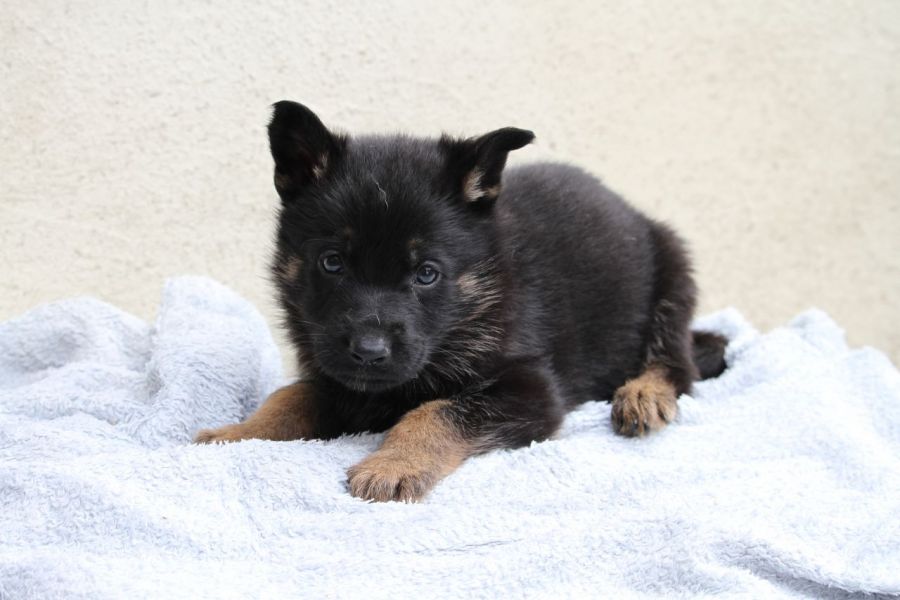 Regalo Pastore tedeco cuccioli,