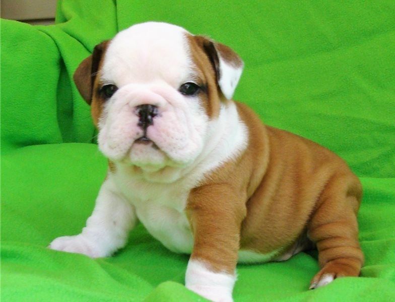 Regalo cuccioli di bulldog inglese disponiamo di una cucciolata di bulldog inglesi,con microchip,2 v