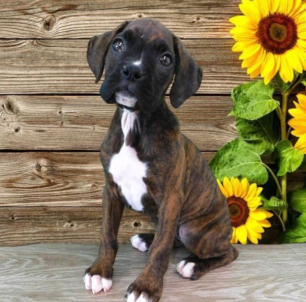 Regalo Cuccioli di boxer in pronta consegna i cuccioli verranno Dato dopo 90 giorni dalla nascita, p