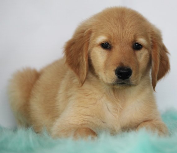 Di golden retriever