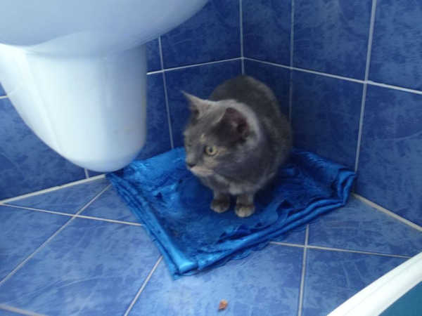 Aria, micia dal manto blu in cerca di una nuova casa