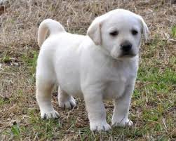 Adorabili labrador cuccioli mini disponibili per adozione,molto taglia piccoli,buona salute,dolce ca