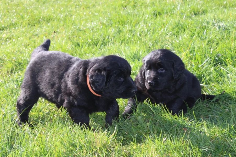 Regalo cuccioli di TERRANOVA ...... 