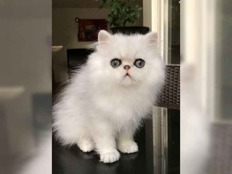 Regalo Cuccioli Cuccioli di Persiano 