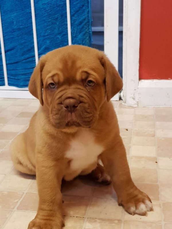 Regalo Cuccioli di Dogue de bordeaux in pronta consegna