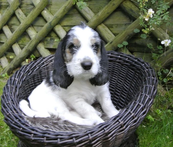 Molto bella e sani  cuccioli di Basset Hound   per adozione maschi e femmine disponibili (gratis)