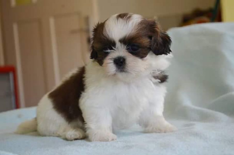   regalo cuccioli di Shih Tzu disponibili per l'adozione